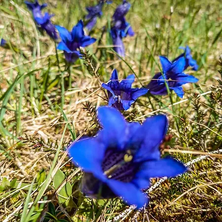 Chalet Chalet Wildalpen Wildalpen