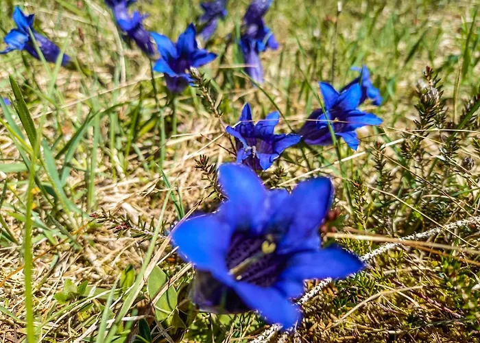 샬레 Chalet Wildalpen 윌달펜