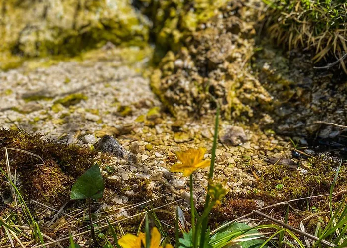 Chalet Wildalpen Chalet *